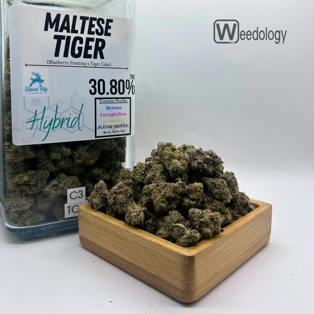 Maltese Tiger (H)