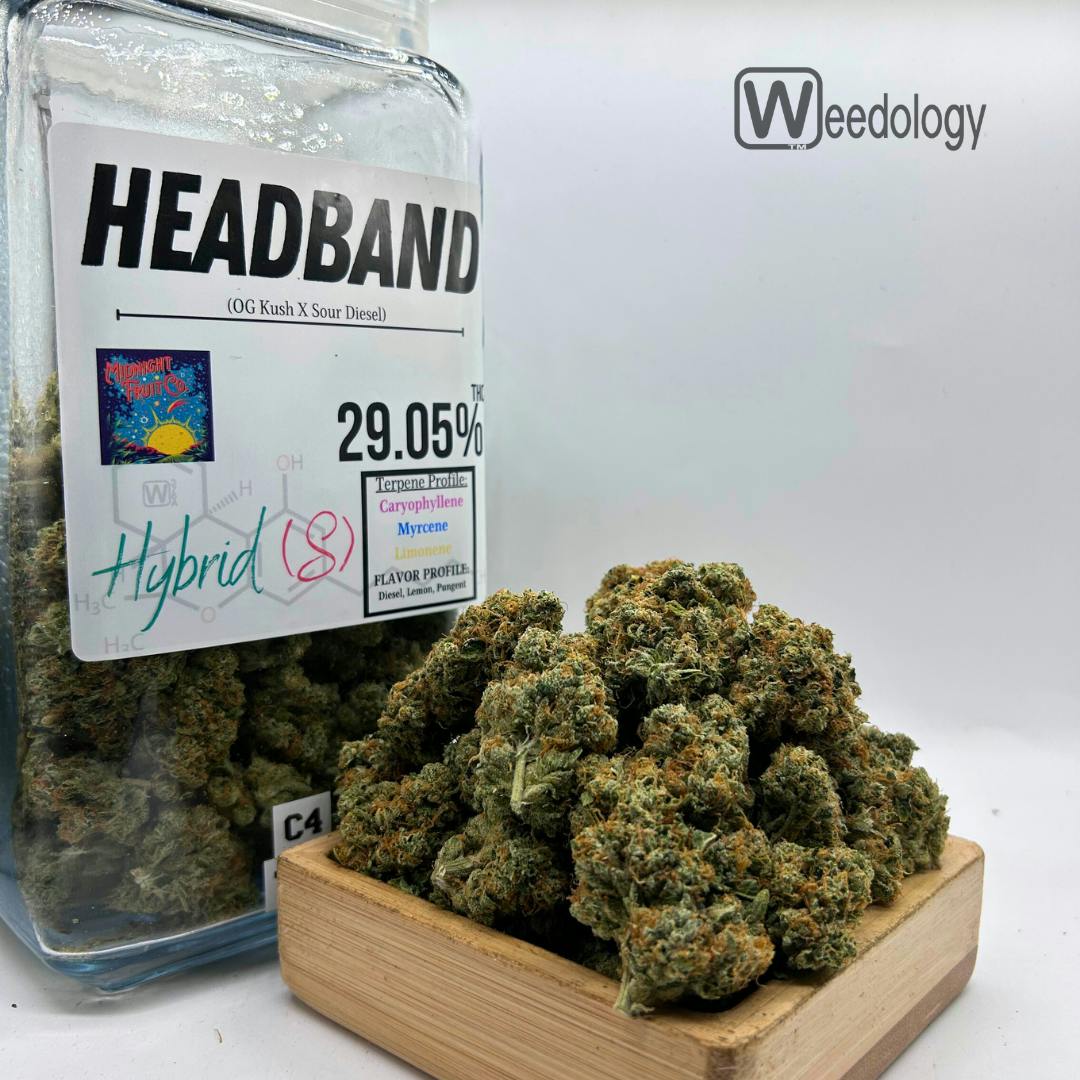 Headband: Headband (S-H)