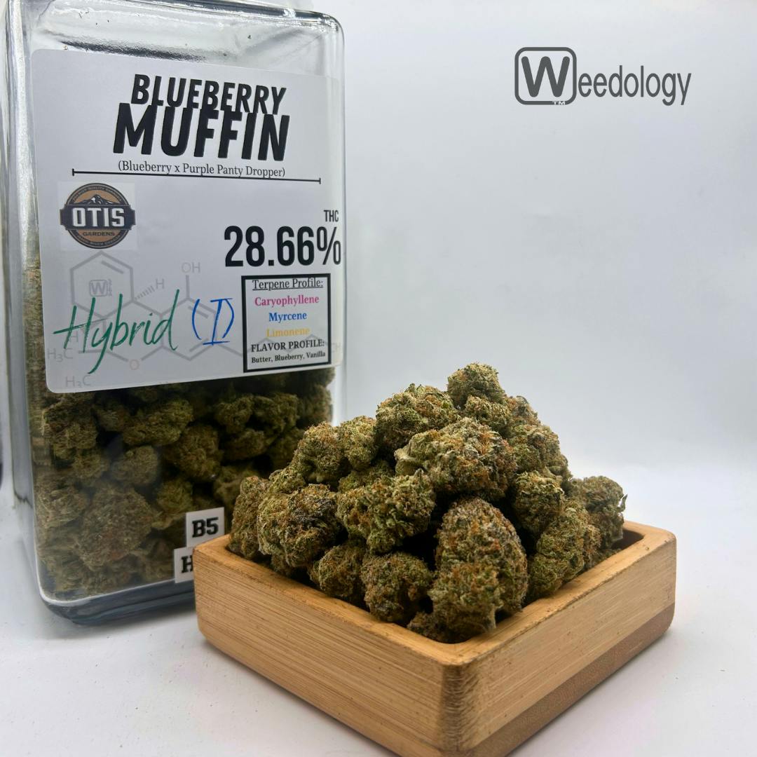 Blueberry Muffin (I-H)
