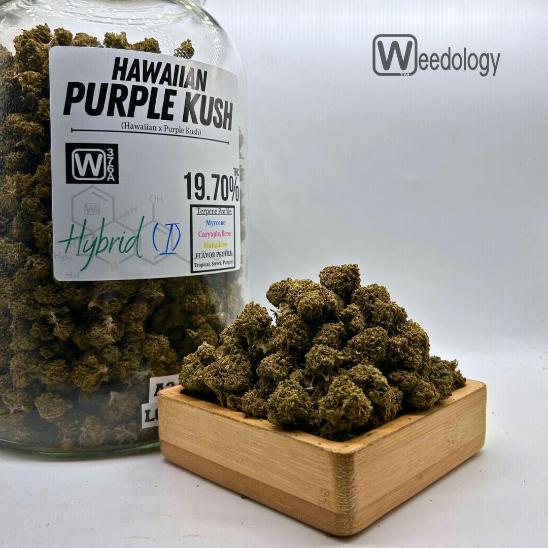Hawaiian: Purple Kush