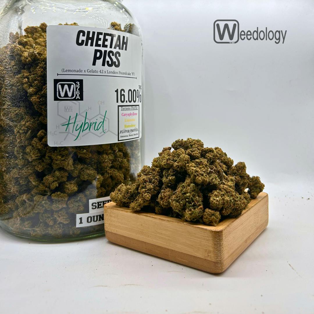 Cheetah Piss (H) (Seeded)