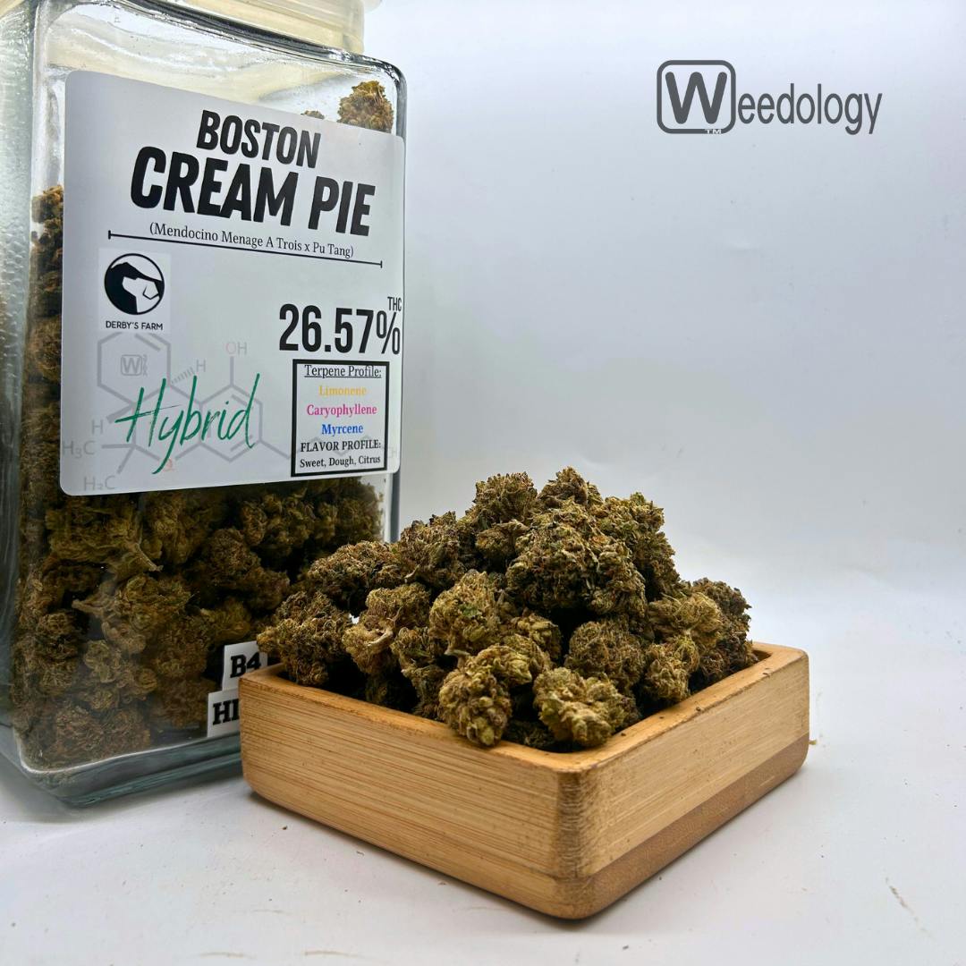 Boston Cream Pie (H)