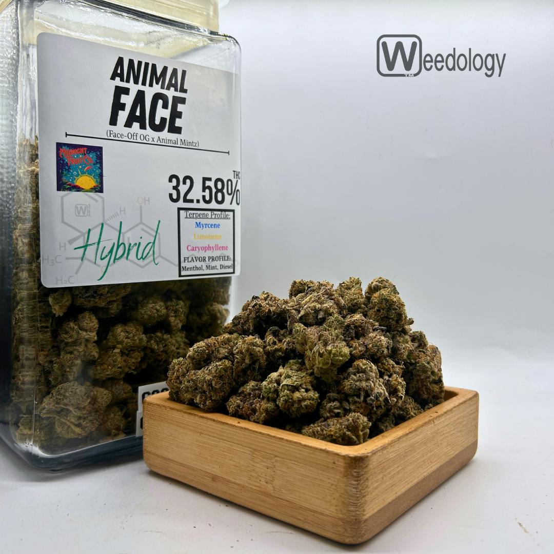 ANIMAL FACE: Animal Face (H)