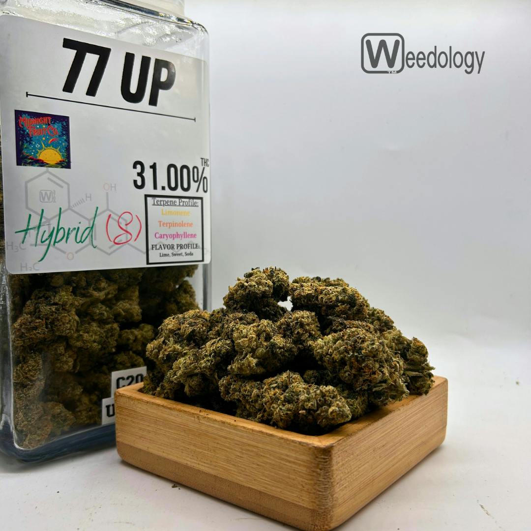 77 Up