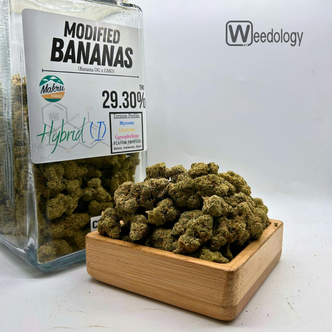 MODIFIED BANANA: Modified Banana (H)
