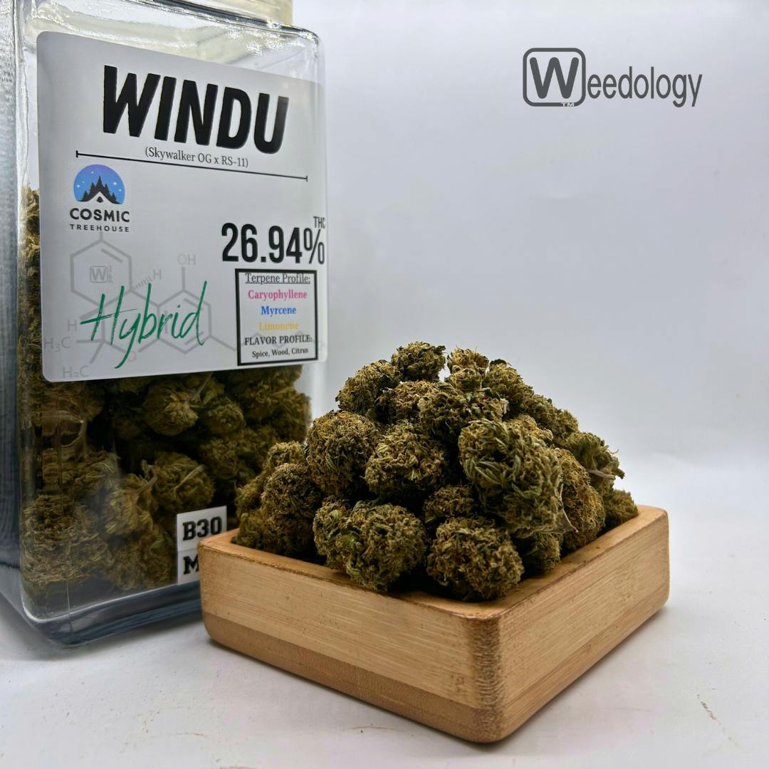 Windu (H)