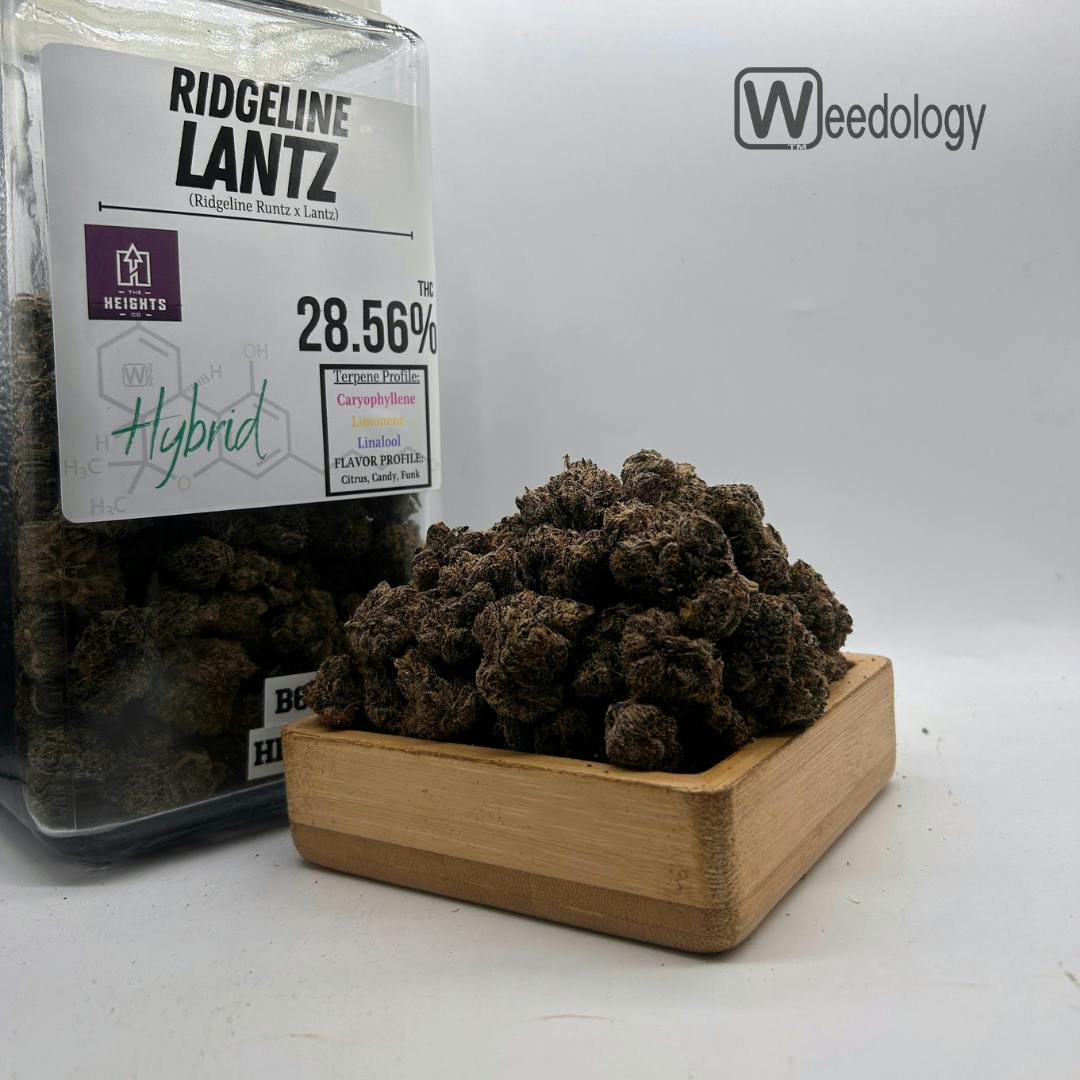 Ridgeline Lantz: Ridgeline Lantz. (H)