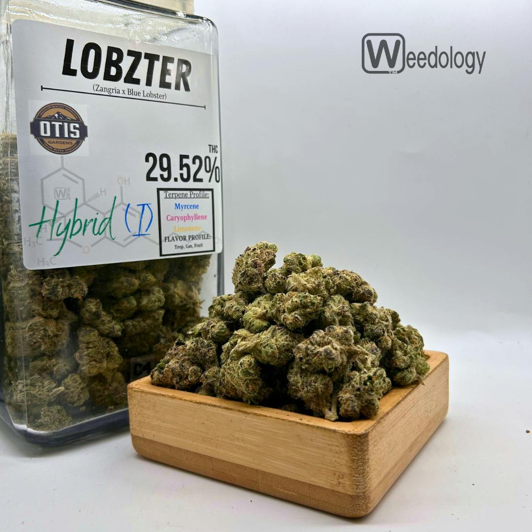 Lobzter (I-H)