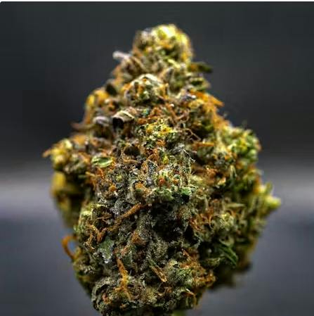 Milkweed - Flower - The Queen