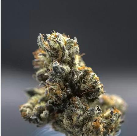 MilkWeed - Flower - Sour Sherbanger - 3.5