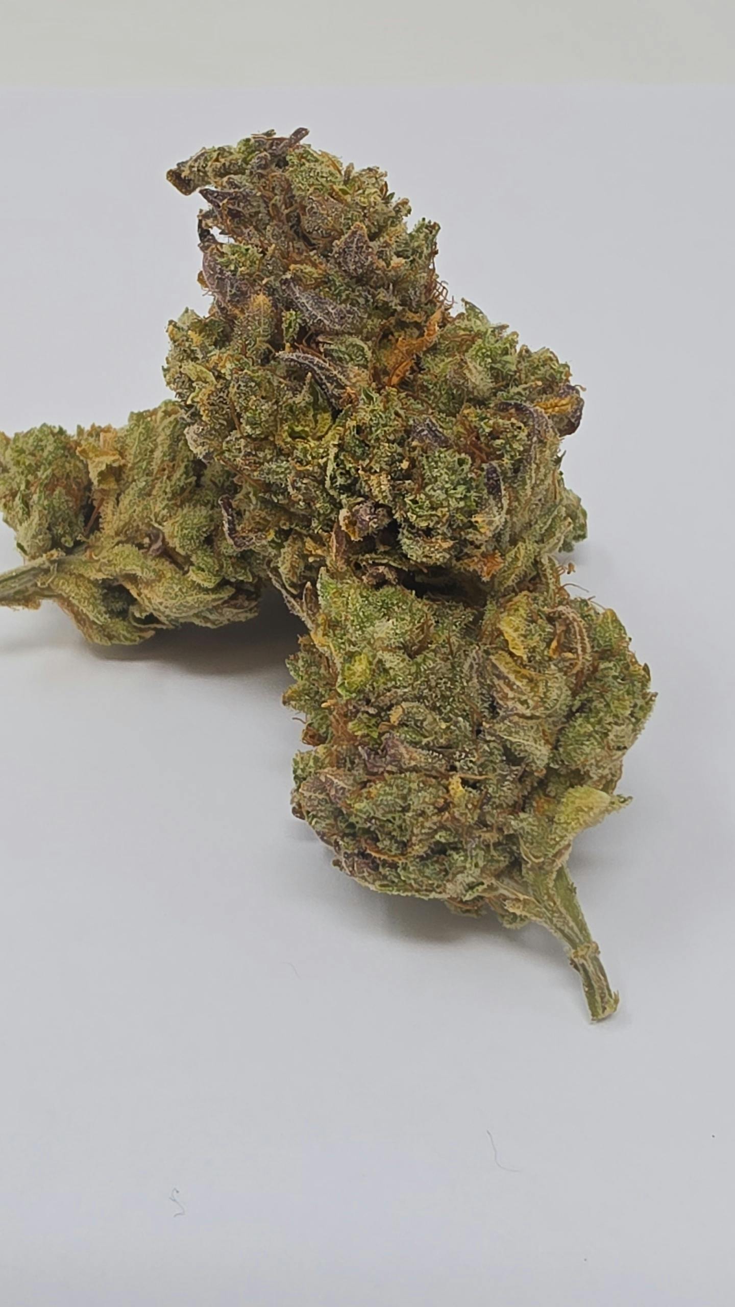 GG #4