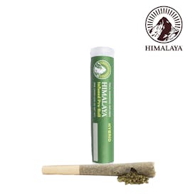 HIMALAYA | HYBRID | APPLE FRITTER | 1G | INFUSED | PRE ROLL