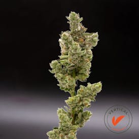 VERTICAL - SCARLETT SPARKLE 7G HYBRID
