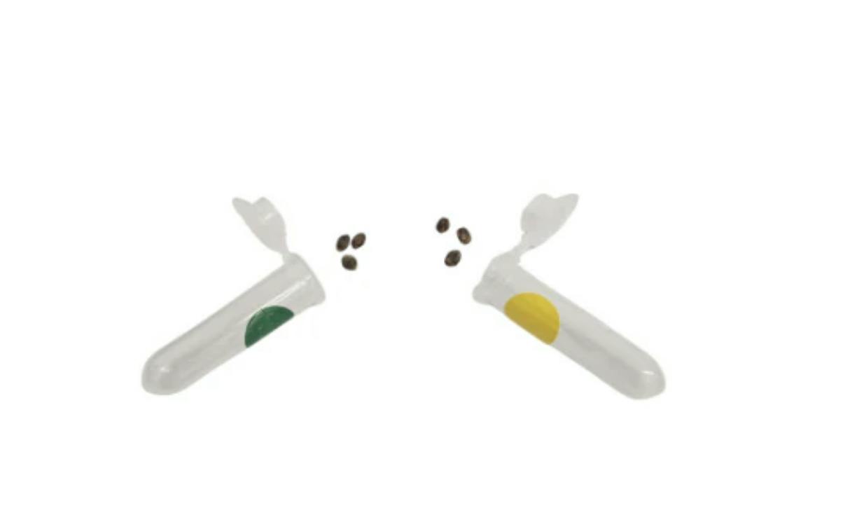 Kootenay Aeroponic Inc. | SLAP DADDY-CHOCOLATE ZUSHI VARIETY PK SEEDS (SLAP DADDY/CHOCOLATE ZUSHI...