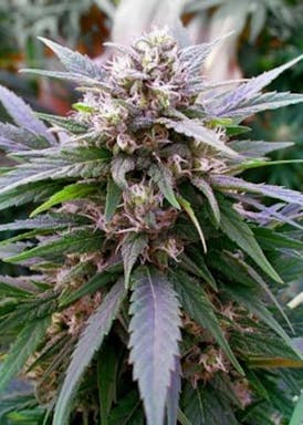 Hypnotic Shake