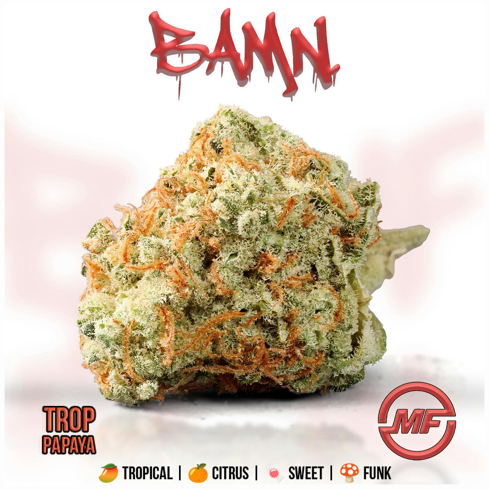 BAMN | Trop Papaya | Small Buds