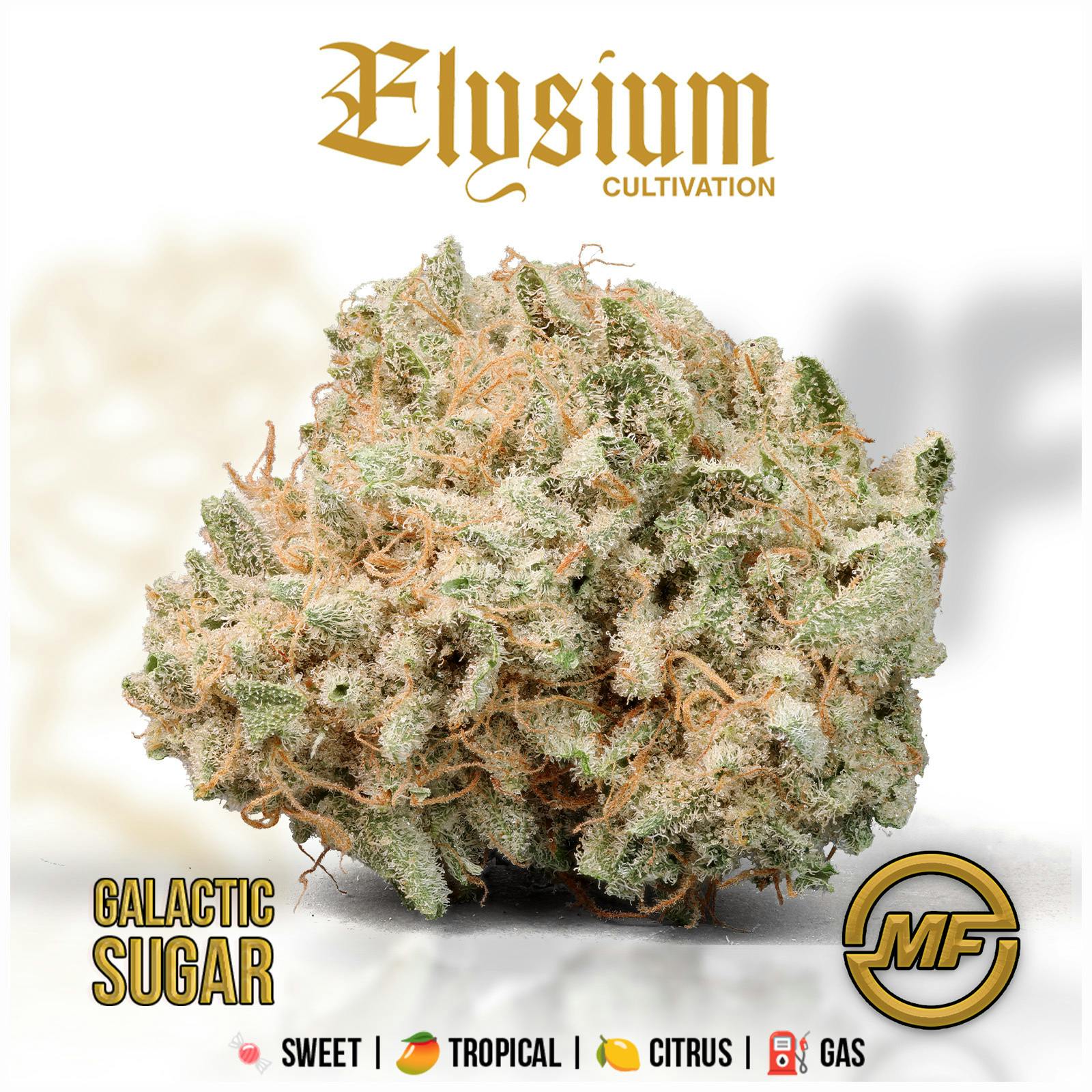 Elysium Cultivation | Galactic Sugar