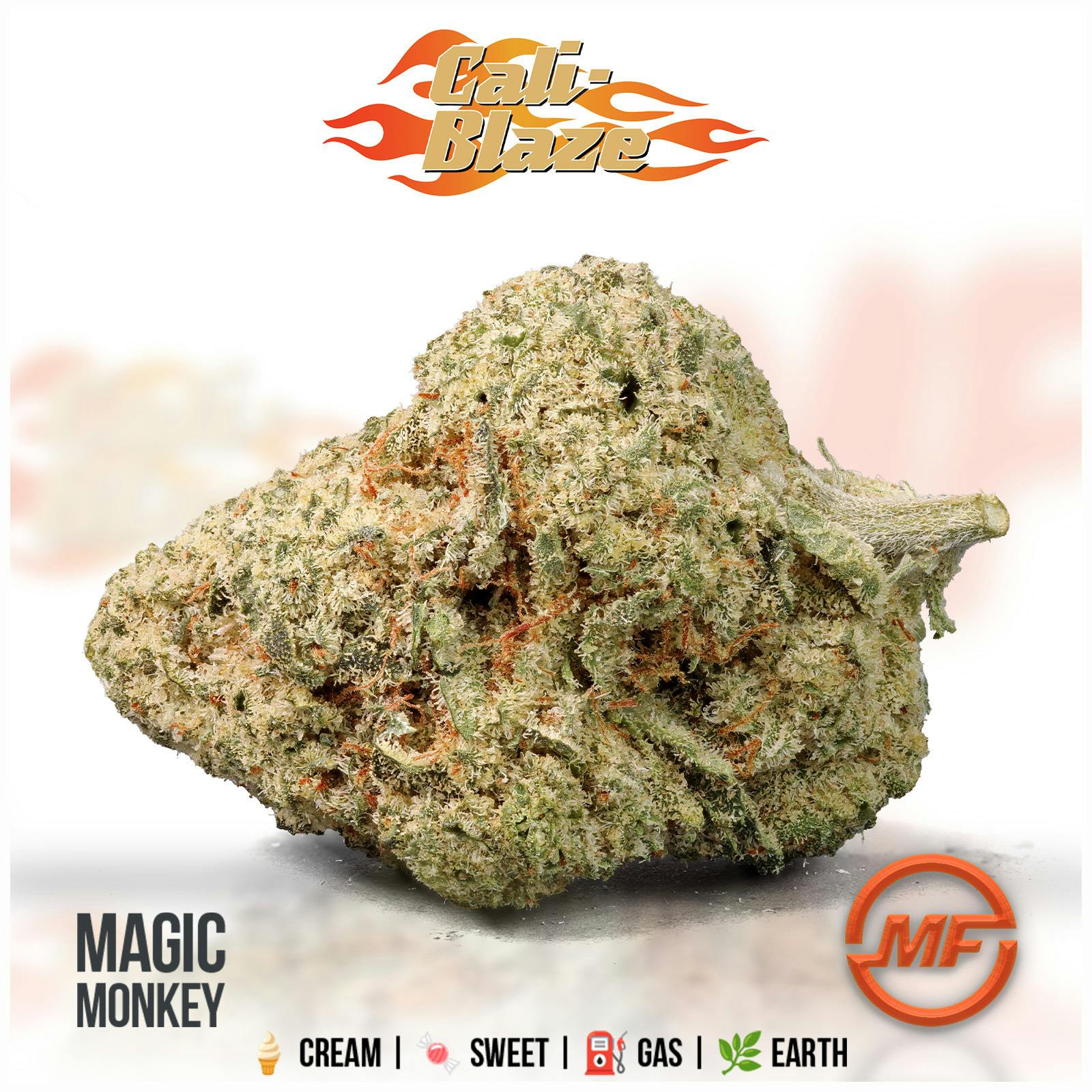 Cali Blaze | Magic Monkey