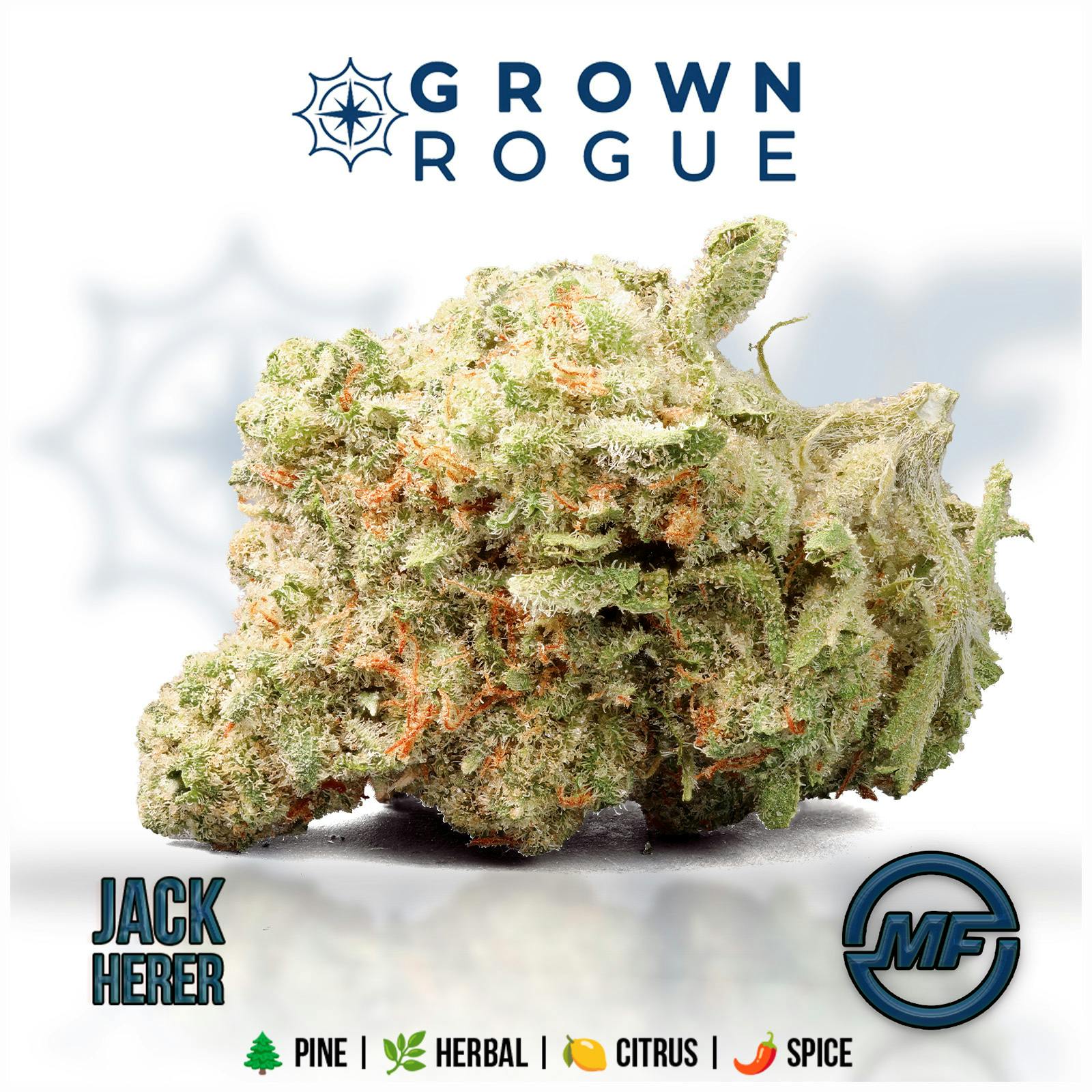 Grown Rogue | Jack Herer