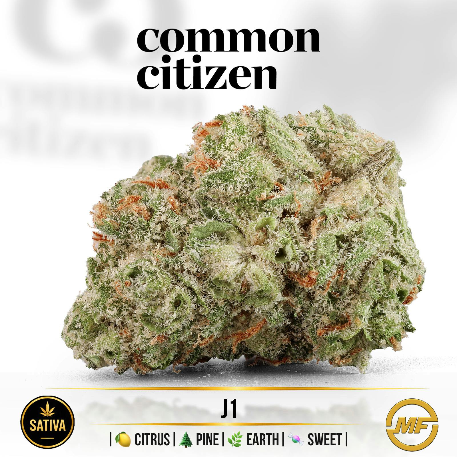 Common Citizen | J1
