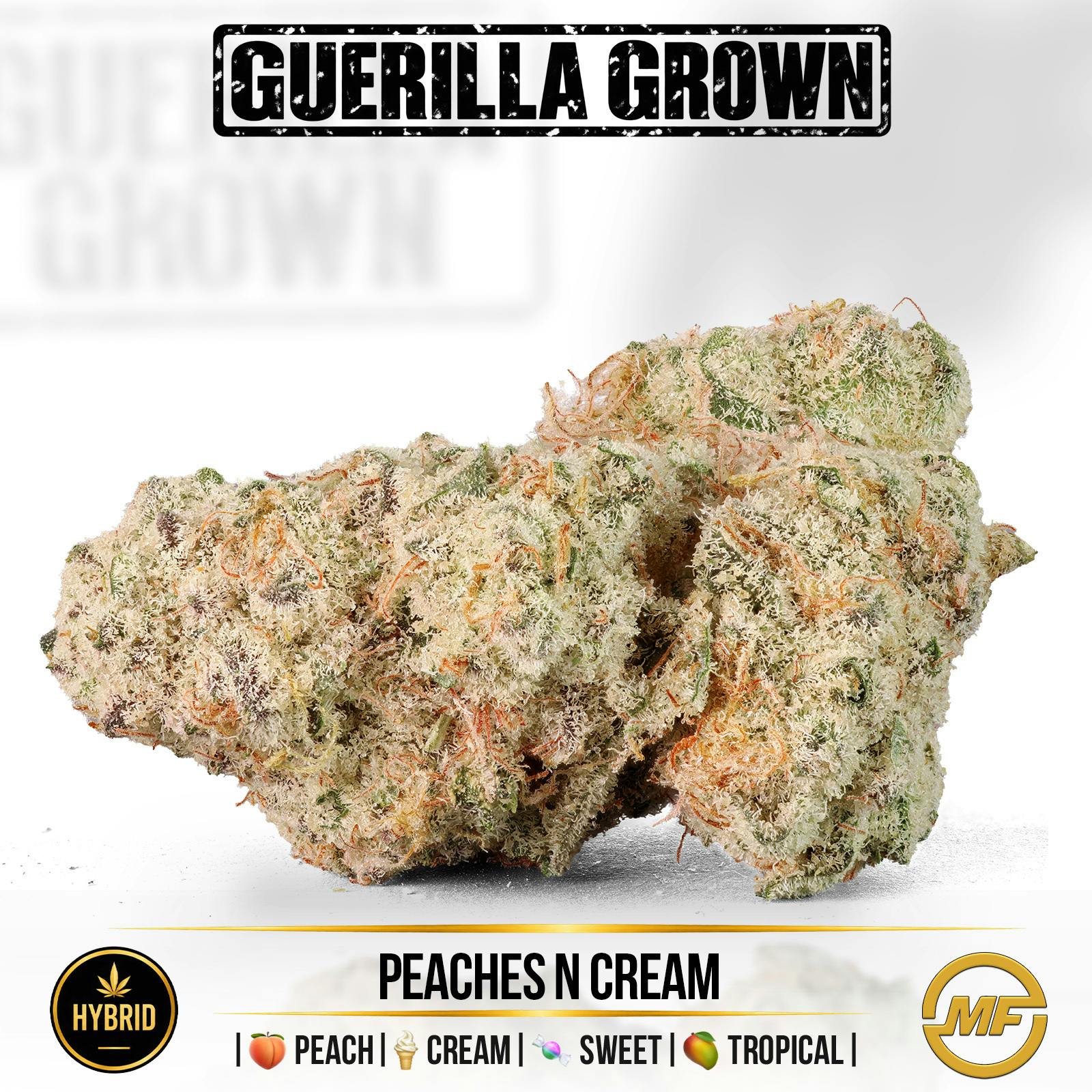 Guerilla Grown | Peaches 'N' Cream | Small Buds