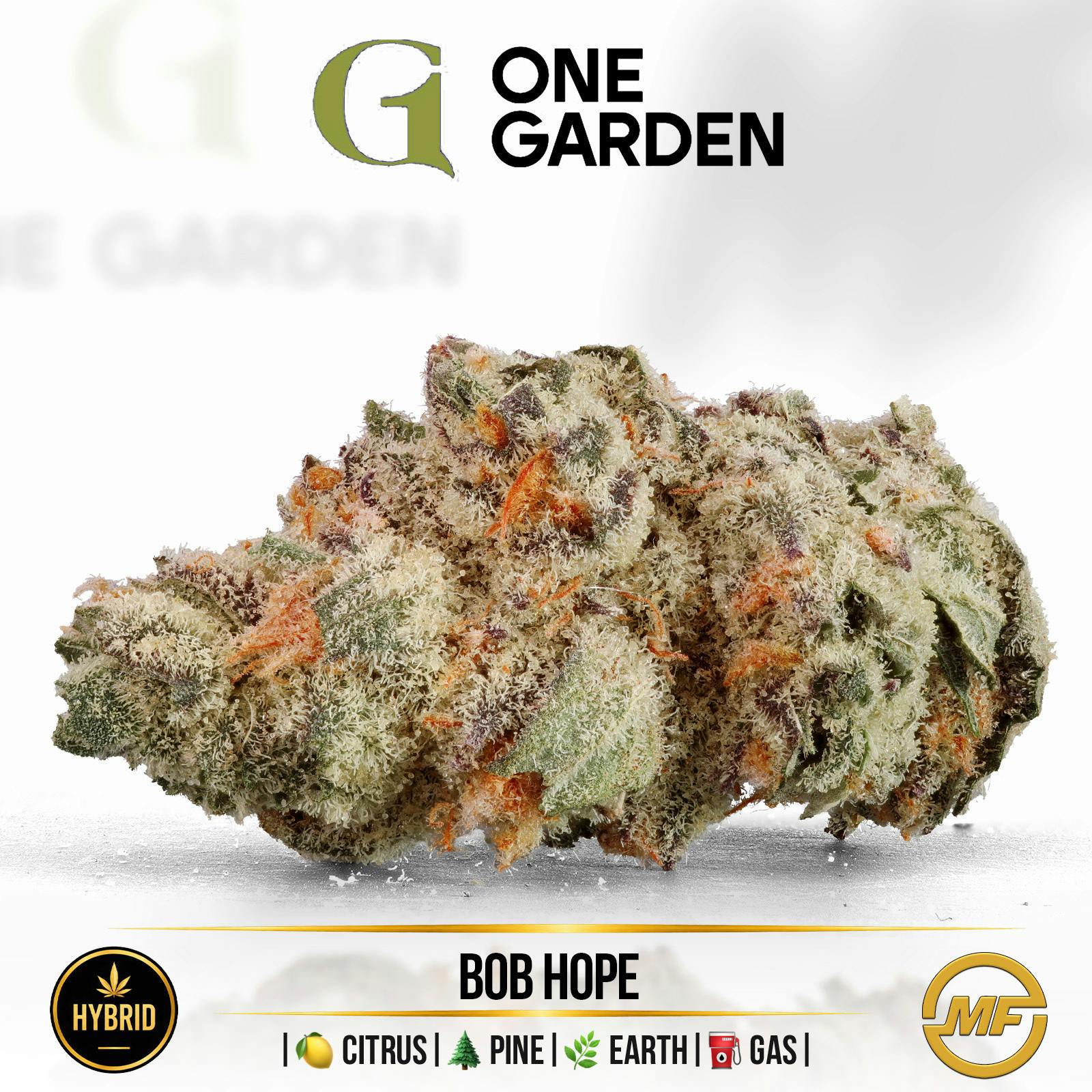 One Garden | Bob Hope | Small Buds | Ounce (2/$125)