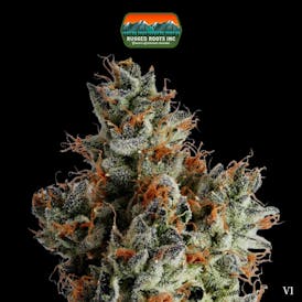 Rugged Roots | Watermelon Gelato