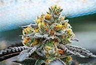 Frozay Pie 50fold