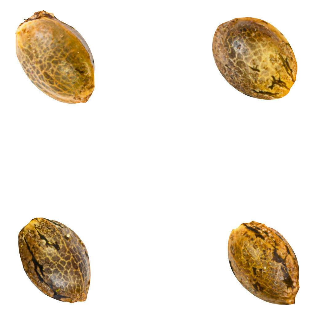 Crasher Breath | Fem Seeds | 4 Pack Seeds