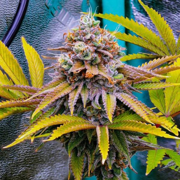 Violet Beauregard 3.5g - Simply Marvelous - 20.8% - Indica Hybrid