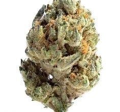 Pineapple Mimosa 7g - SOG - 25% - Sativa
