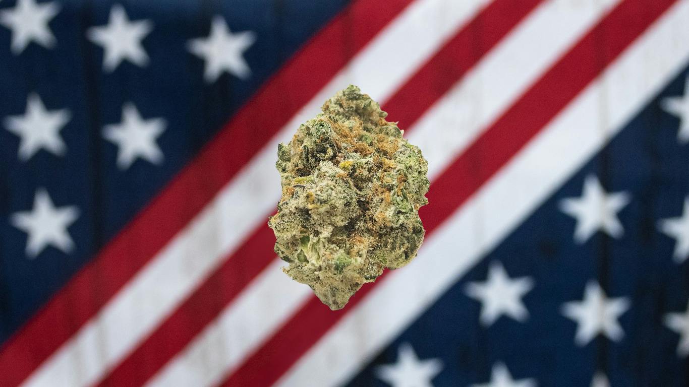 Critical Hog - Gold Tier cannabis product