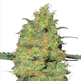 CannaRx - Master Kush- Flower - Indica