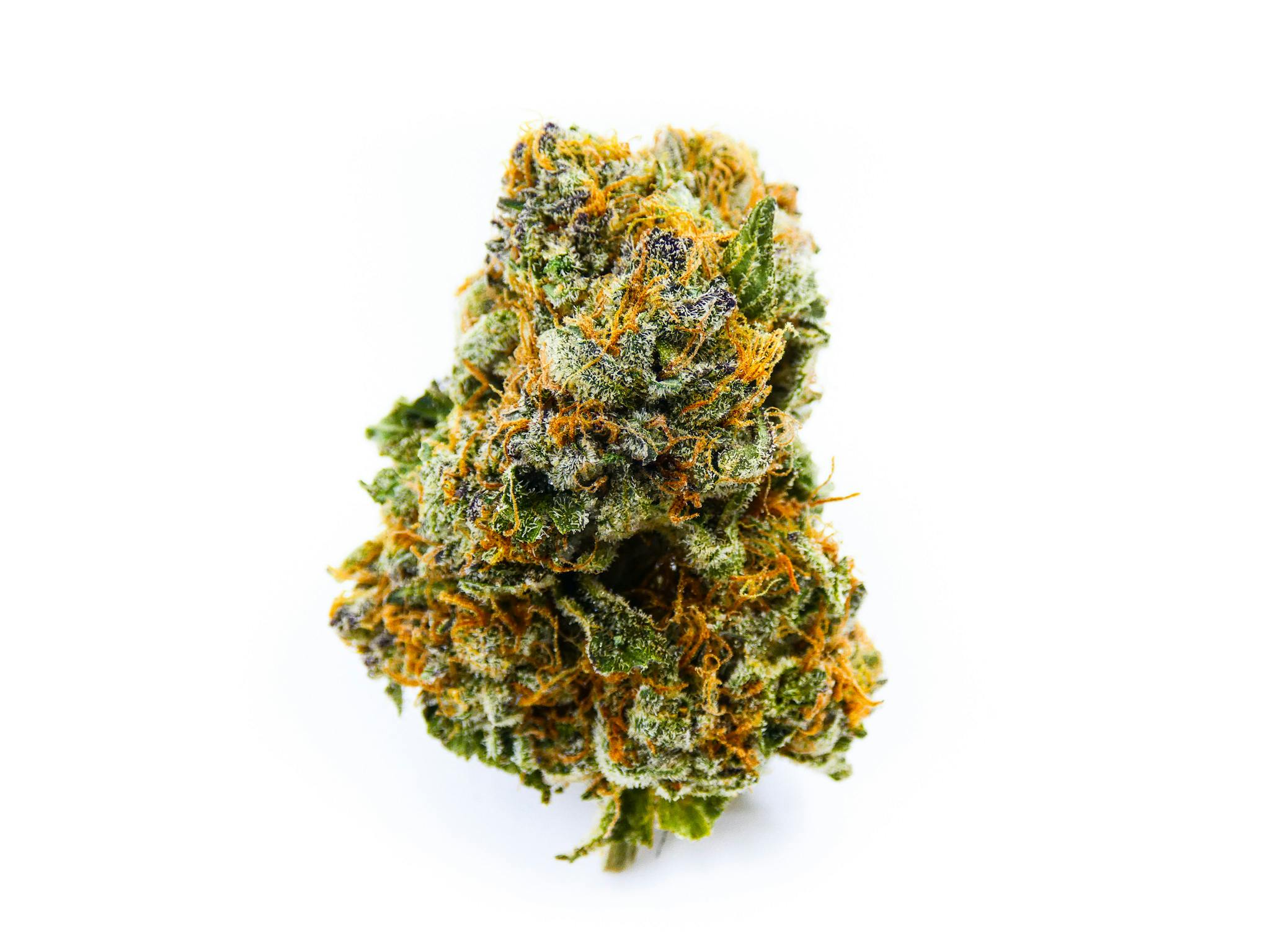 GORILLA DOSHA