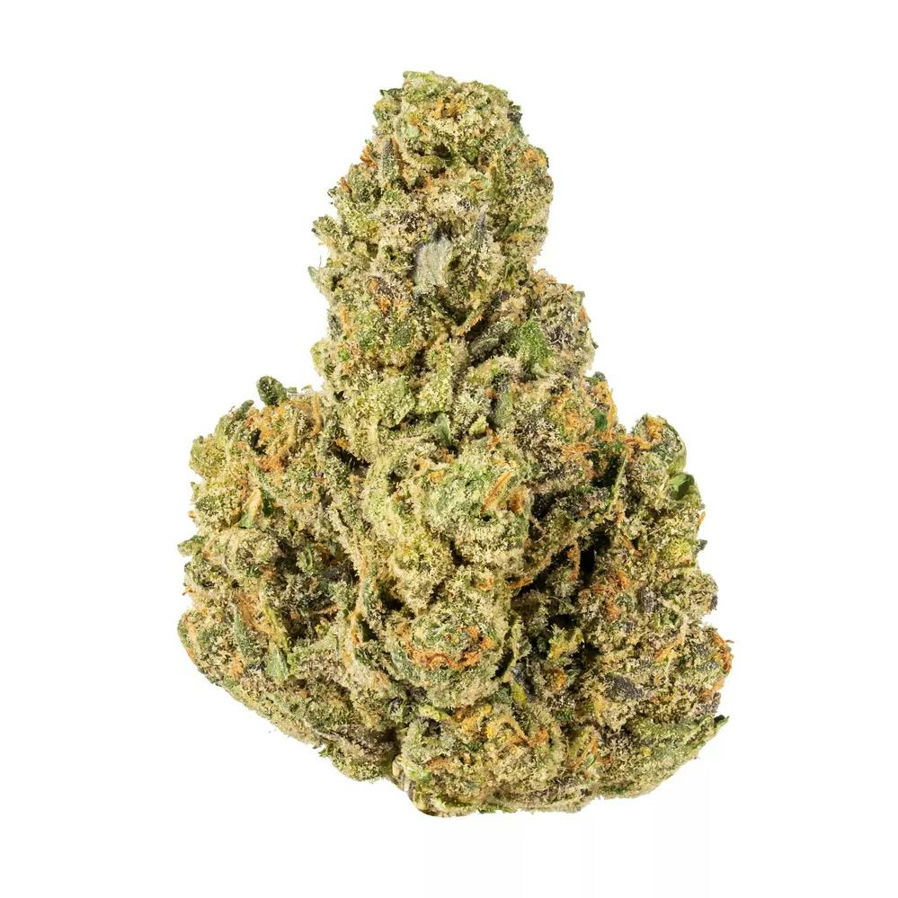 GELATO ZKZ