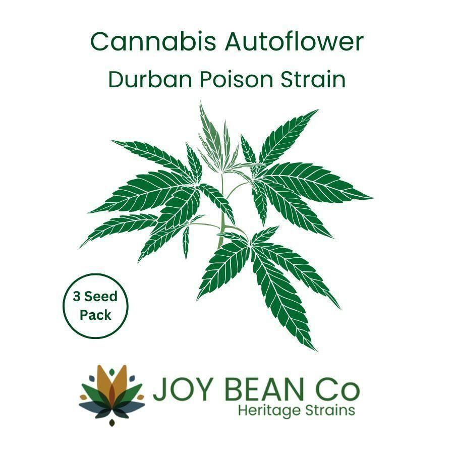 Joy Bean Co Seeds - 3pack | Durban Poison | Auto Flowering at Randolph's Cannabis Reserve