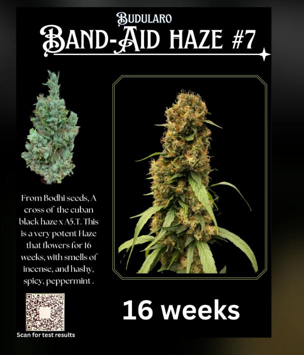 BAND AID HAZE #7 X ORIGINAL HAZE | FLOWER | 3.5G