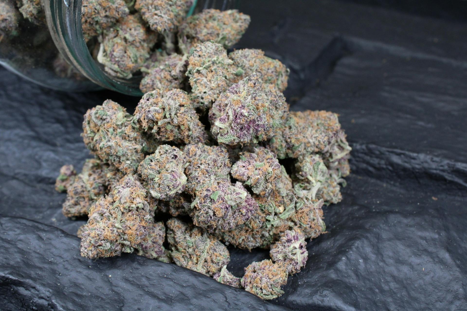 Jive Cannabis Co. - Tropical Flame (Sativa Hybrid) - 28g