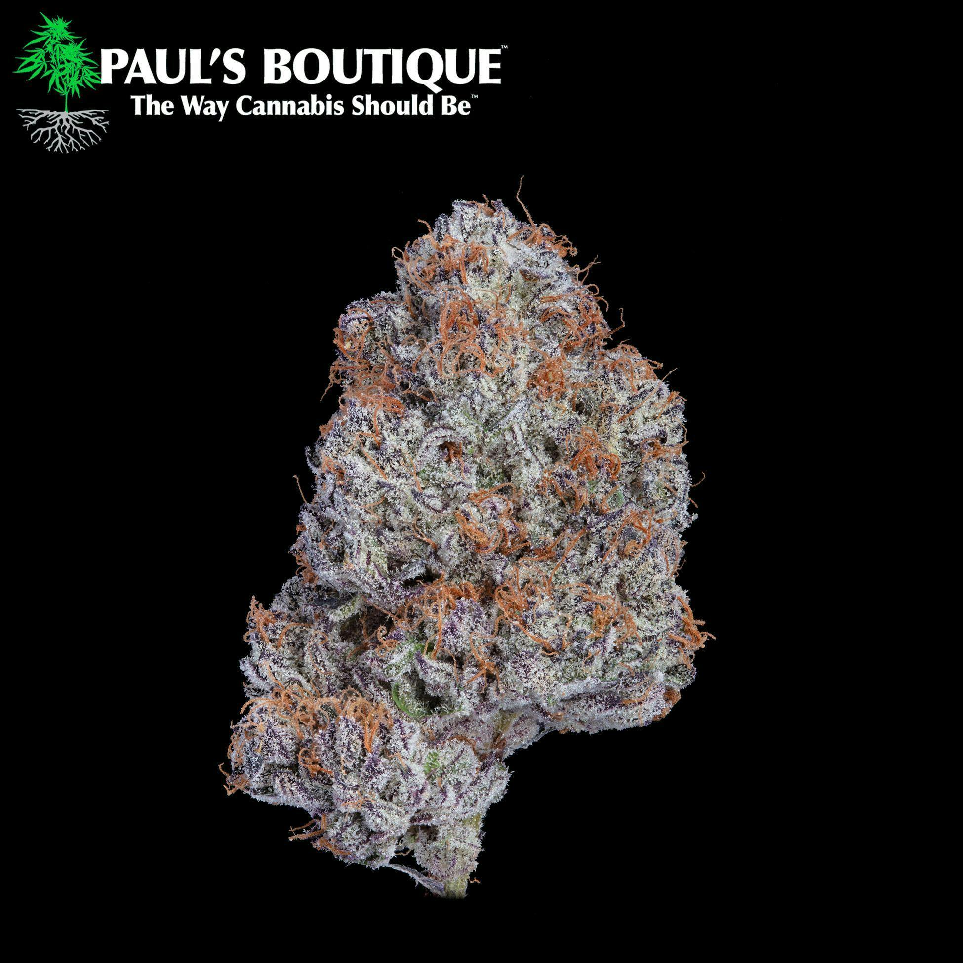 EIGHTH Ice Cream Cake (i/h) - Paul's Boutique