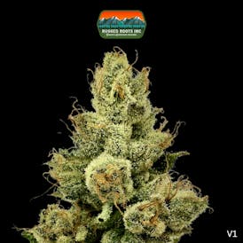EIGHTH Ray K (i/h) - Rugged Roots
