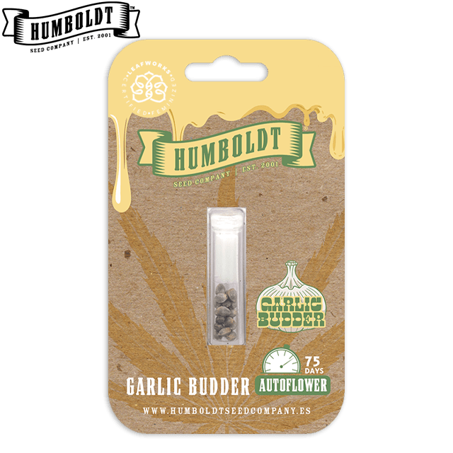 GARLIC BUDDER - AUTOFLOWER 10 FEMINIZED SEEDS
