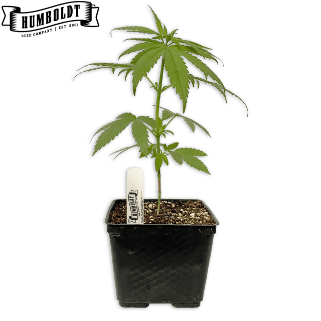 CALIFORNIA HAZE - TEEN CLONE at Elevation 2477' Cannabis Dispensary
