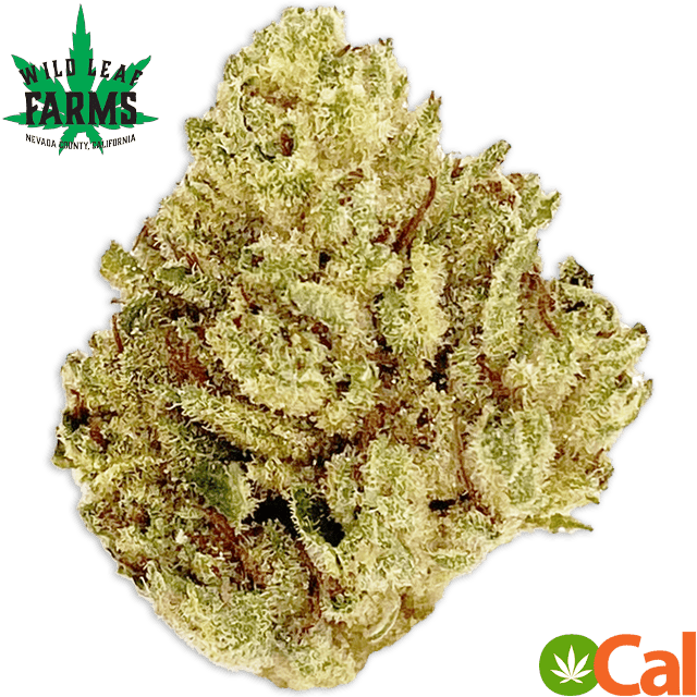GG4 (14G)