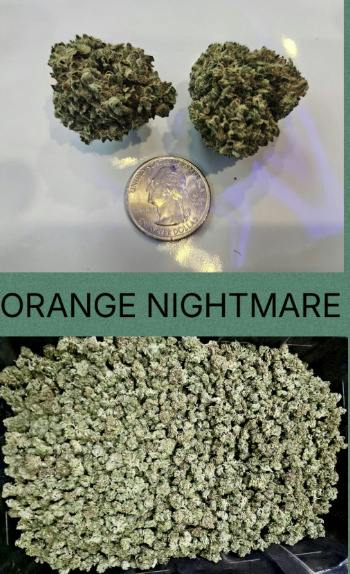 Orange Nightmare | 1oz | Pre-Packed | Sunfire Farms