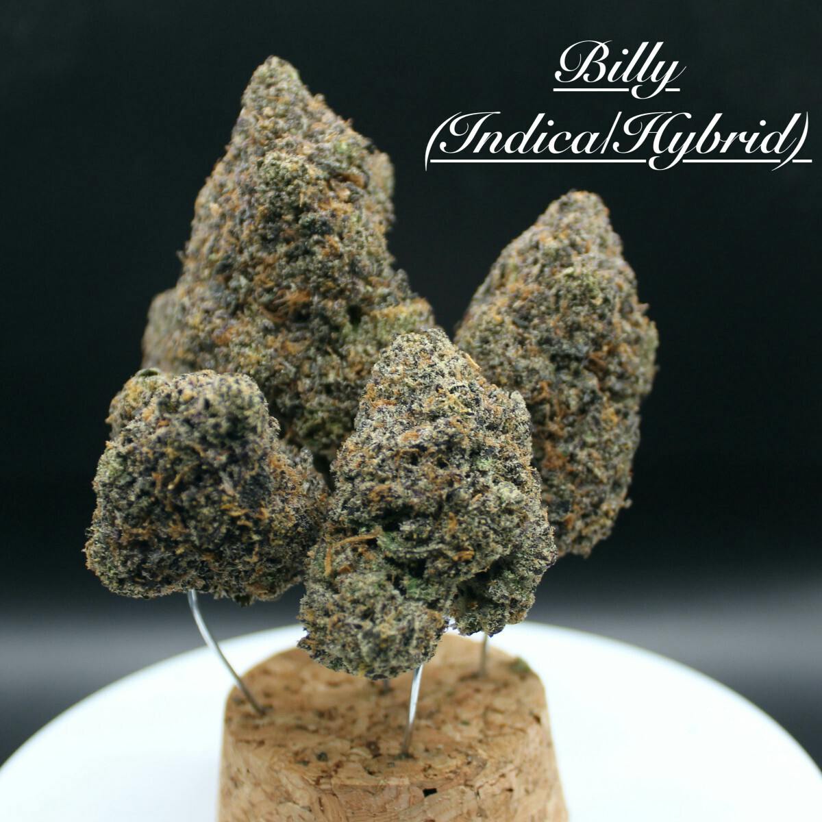 Coastal Healing - 3.5g Mac N Cheese Flower