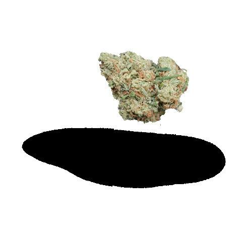 Burberriez Flower