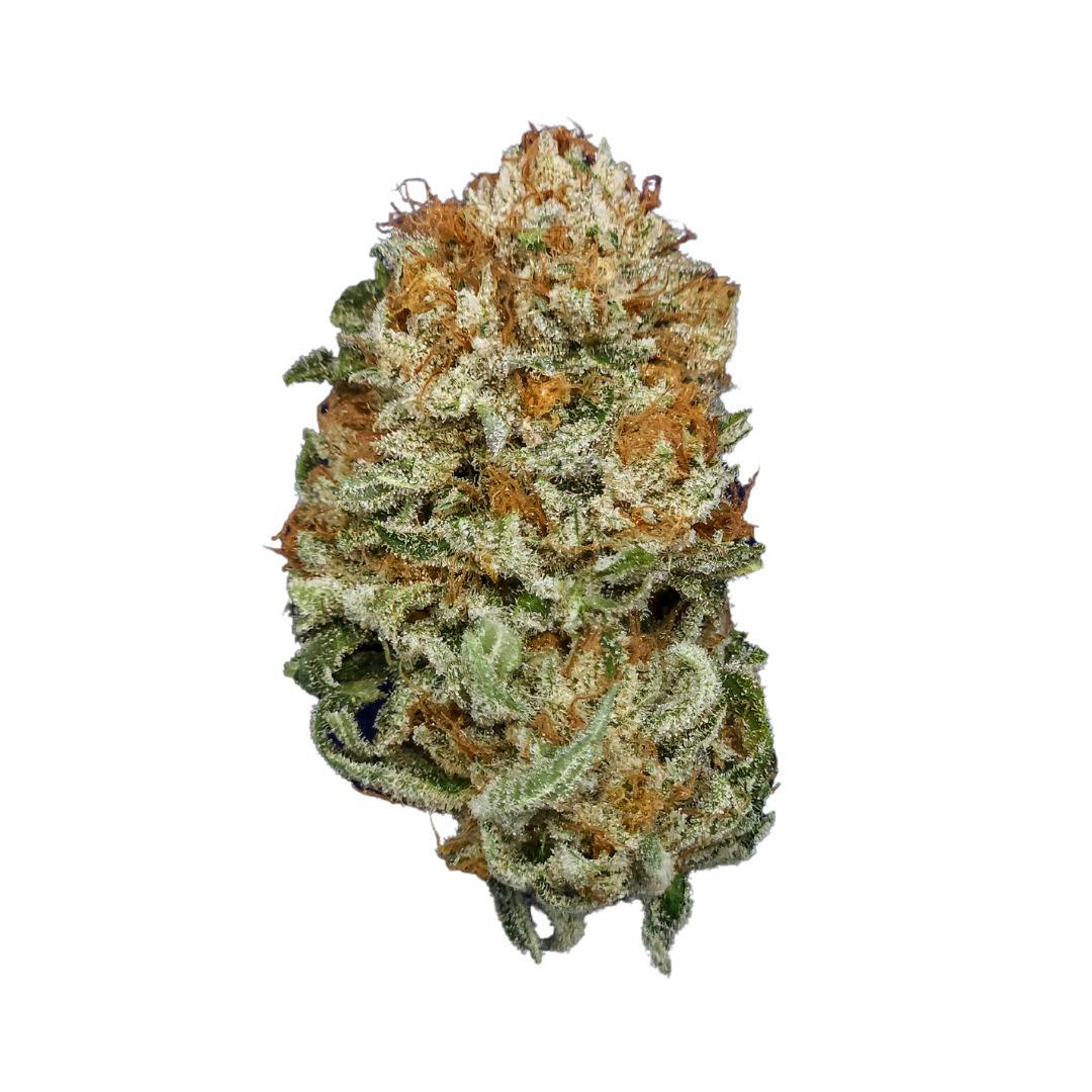 Ghost Dawg