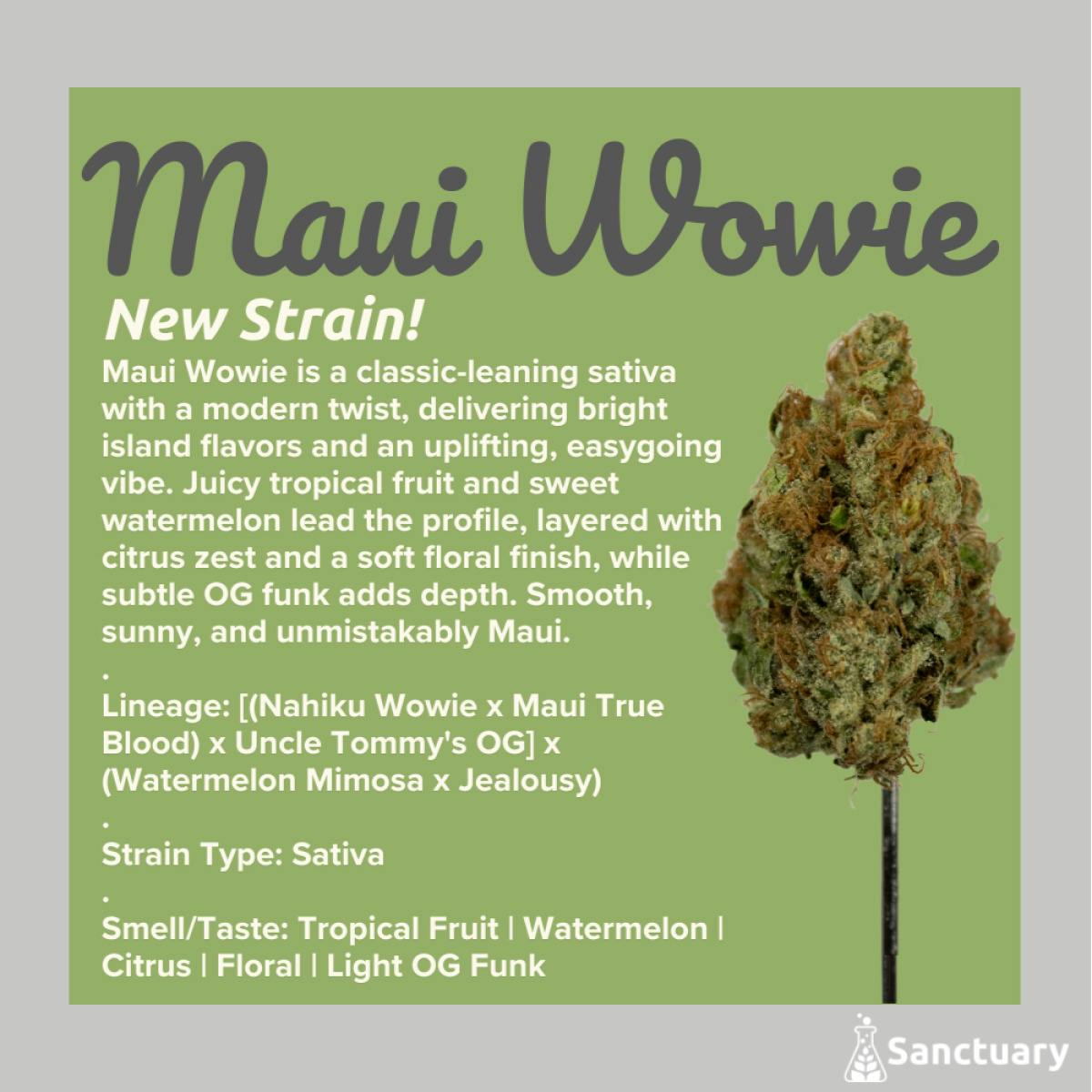 Maui Wowie
