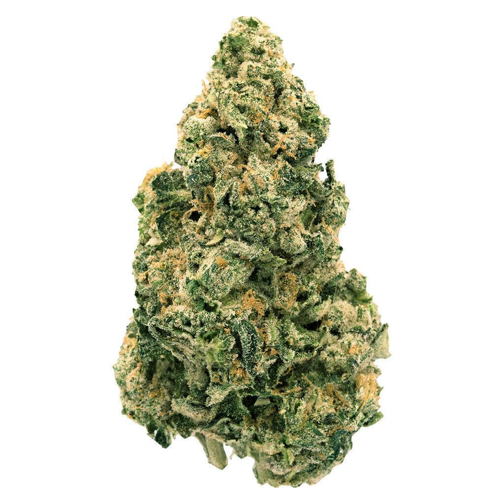 Back Forty - Galactic Jack - Sativa - 28g