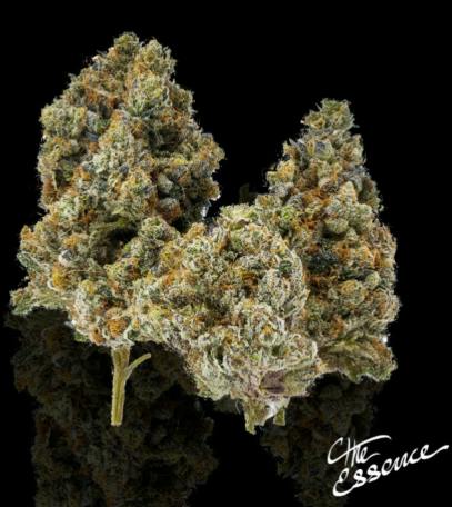 The Essence Js / The Soap